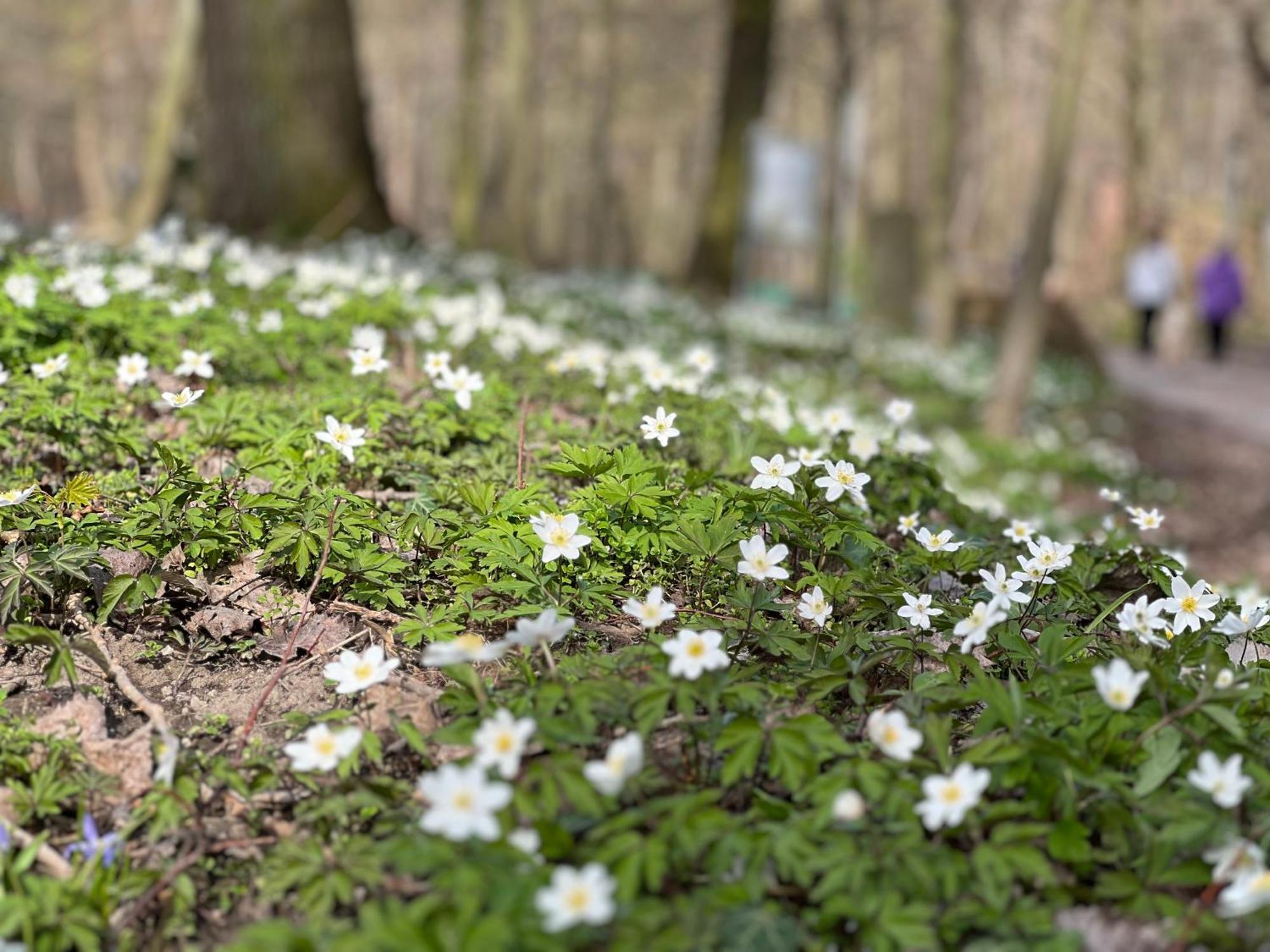 Landhaus Pusteblume Quedlinburg Luaran gambar